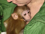 امرأة حامل بقرد أوقفت بتهمة التهريب