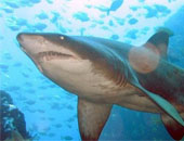 أسماك القرش فى السويد تتجه نحو الانقراض