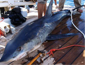 ناشطون بيئيون: استمرار قتل أسماك القرش فى ولاية أستراليا الغربية 