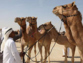 دراسة:لحوم الإبل لعلاج آلام الأعصاب والإرهاق وعرق النسا