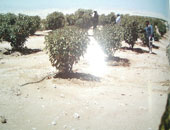 جامعة عين شمس تدرس زراعة 100 فدان بالوادى الجديد بنبات الجوجوبا كنموذج بحثى