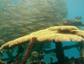 اكتشاف سلسلة شعاب مرجانية في أستراليا أطول من ناطحة السحاب إمباير ستيت