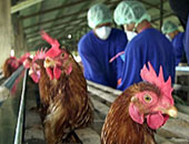 احتجاز حالتين يشتبه فى إصابتهما بأنفلوانزا الطيور بمستشفى حميات المحلة