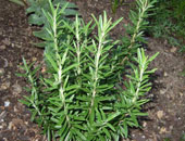 عشبة أكليل الجبل "الروزمارى" تحتوى على مركب طبيعى لصحة العين