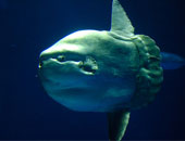 نفوق إحدى أسماك "مولا مولا" على شواطئ نورفولك