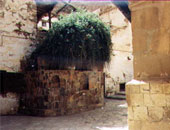 عبادة الشجر فى الحضارات القديمة.. رمز الخصوبة والطهارة عند البشر الأوائل