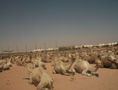 الإفراج عن 3870 رأسا من الإبل الواردة من السودان بأسوان