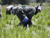 "زراعة الشرقية": تطبيق المحفظة الإلكترونية على محصول الأرز العام المقبل