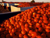 باحثون ينجحون فى تحويل الطماطم التالفة إلى طاقة كهربائية