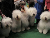 بالصور.. مسابقة للكلاب تواكب مسابقات الجمال