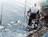 محمد عاطف قبوض يكتب: إجراءات رادعة حتى لا تنقرض ثروتنا السمكية