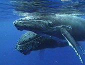متحف كندى يعرض قلب الحوت الأزرق بعد تصنيفه الأكبر على وجه الأرض