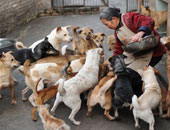 جدة صينية تنفق كل أموالها على قطط وكلاب الشوارع 