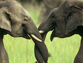 حديقة حيوان للفيلة اليتامى فى كينيا