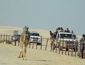 الهجين "أوباما" يتقهقر للمركز السادس بسباق هجن شمال سيناء