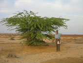 "الموسكيت" الشجرة الحمقاء تهدد بتدمير البيئة المصرية.. تنتشر فى الأراضى الزراعية كالسرطان.. وتسببت فى تدمير مشاريع كبرى بالسودان.. اكتشفت فى سيناء والقاهرة الجديدة.. وخبراء يطالبون بسرعة القضاء عليها