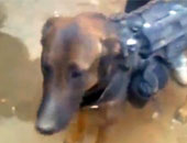 بالفيديو.. طالبان تؤكد أسر كلب تابع للقوات الأمريكية بأفغانستان