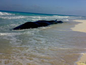 استخراج هيكل حوت البرلس بكفر الشيخ لوضعه بمتحف علوم الإسكندرية