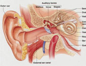 السوائل والإفرازات الدموية أبرز أعراض التهاب الأذن فى الشتاء