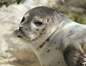 انتشار أعداد قياسية نافقة من حيوان الفقمة المهددة بالانقراض على سواحل كاليفورنيا