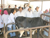 برنامج لتحصين رؤوس الماشية ضد الحمى القلاعية خلال الشتاء بالمنيا