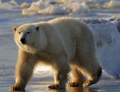 علماء يحذرون من انقراض الدببة القطبية بحلول 2100 بسبب تغير المناخ