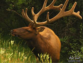 تكاثر حيوان الأيائل يهدد الريف الإنجليزى