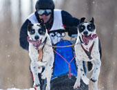 بالصورة..سباقات الكلاب تتحدى برودة الطقس بألمانيا 