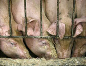 إجتماع بوزارة الزراعة الفرنسية لإستئناف إقامة سوق لحوم الخنازير 
