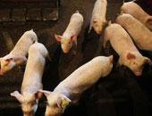 الصين تسقط حظر استيراد لحوم الخنازير الواردة من النمسا