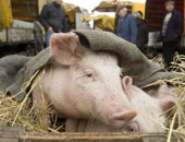 فيتنام تنظم مهرجان ذبح الخنازير.. وحقوقيون: "همجية"