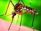 ناموسيات معالجة كهربياً ضد الباعوض بنيجيريا  