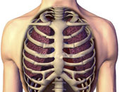 اعرف جسمك.. عظم القص 3 أجزاء تربط عظام القفص الصدرى ببعضها