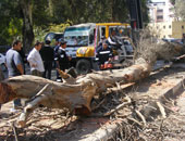 توقف طريق دمنهور دسوق بعد سقوط شجرة على سيارة بسبب سوء الطقس