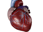 الذبذبة الأذينية تسبب خفقان القلب والجلطة الدماغية