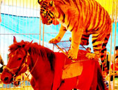 بالصور.. عروض غريبة للحيوانات رغم حظر الحكومة الصينية لها