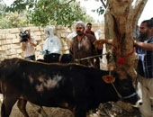 الخدمات البيطرية: 1564 رأس ماشية مصابة بالحمى القلاعية منذ بداية العام