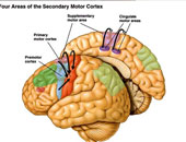 باحثون ألمان: السائل الدماغى الشوكى يحمى الجهاز العصبى من التلف