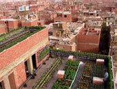 "شجرة فوق بيتك" مشروع لزراعة أسطح المنازل 