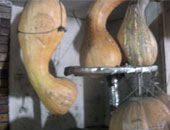 قرع العسل المشروب المفضل للملوك والأمراء