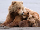 ولادة ثلاثة توائم من الدببة القطبية فى حالة نادرة بهولندا