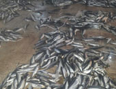 ضبط طن أسماك فاسدة قبل تداولها فى الأسواق ببورسعيد