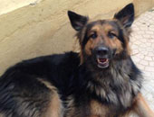 كلب مسعور يعقر 15 شخصا بمدينة جرجا فى سوهاج