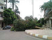 الحماية المدنية تزيل أثار سقوط شجرة فى شارع الهرم
