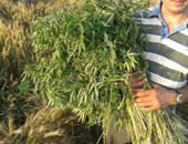 القبض على متهم بزراعة 6 قراريط من نبات البانجو المخدر فى قنا