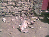 إصابة 4 أشخاص عقرهم ذئب فى قرية بالقليوبية