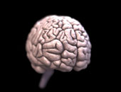 دراسة تؤكد اكتمال نضج مخ الإنسان فى الرابعة والعشرين من عمره