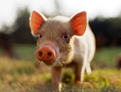 بلغاريا تعلن عن ظهور أول حالة لحمى الخنازير الأفريقية في أراضيها