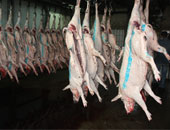 دراسة: وسائل جديدة للكشف عن ميكروب "سالمونيلا" فى لحوم الخنزير