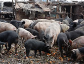 رومانيا تبلغ عن إصابات بحمى الخنازير الأفريقية فى مزرعة جنوب البلاد 